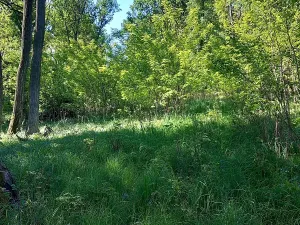 Prodej lesa, Diváky, 6415 m2