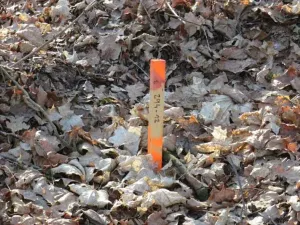 Prodej lesa, Čerčany, 394 m2