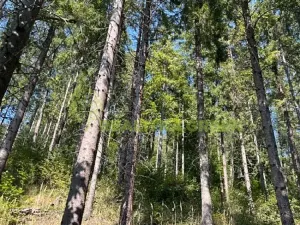 Prodej lesa, Nýdek, 16920 m2