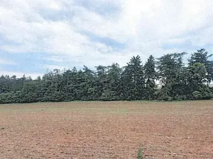 Prodej lesa, Pavlice, 3317 m2