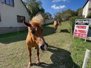 Prodej pozemku pro bydlení, Pašovice, 1279 m2