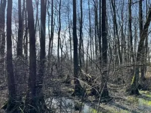 Prodej lesa, Jaroměř, 19276 m2