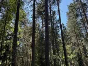 Prodej lesa, Ločenice, 11790 m2