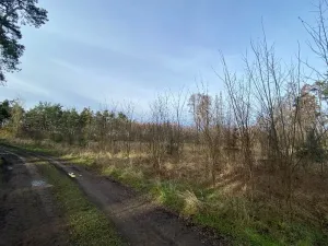 Dražba lesa, Kostelní Lhota, 9438 m2