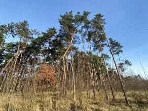 Dražba lesa, Kostelní Lhota, 9438 m2
