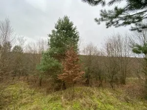 Dražba lesa, Šarovy, 11619 m2