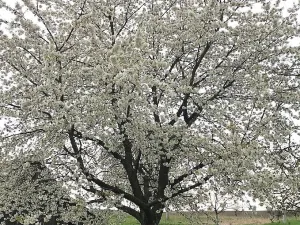 Prodej domu, Běchary, 686 m2