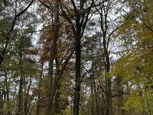 Prodej lesa, Budyně nad Ohří, 3763 m2