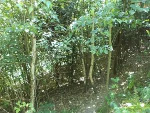 Dražba pozemku pro bydlení, Stará Paka, 1210 m2