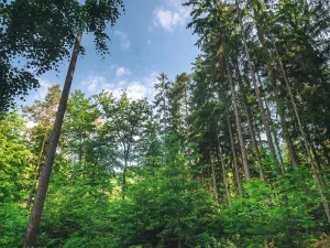 Prodej lesa, Volenice, 84000 m2