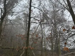 Prodej lesa, Milavče, 5759 m2