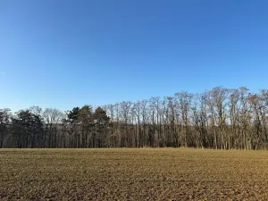 Prodej lesa, Mělnické Vtelno, 2736 m2