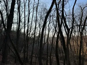 Prodej lesa, Mělnické Vtelno, 2736 m2