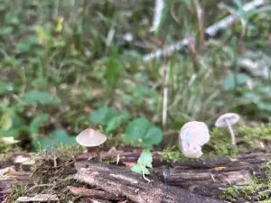 Prodej pozemku pro bydlení, Luštěnice, 9366 m2