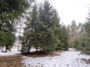 Prodej pozemku, Veliny, 1630 m2