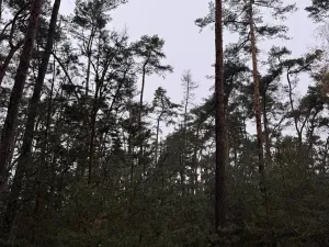 Prodej podílu lesa, Poříčany, 7349 m2