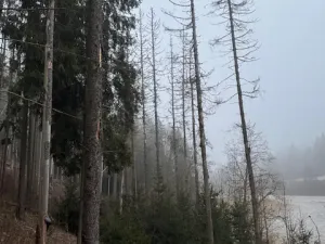 Prodej podílu lesa, Vacov, 23843 m2