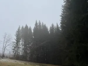 Prodej podílu lesa, Vacov, 23843 m2