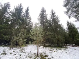 Prodej lesa, Veliny, 16002 m2