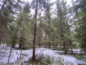 Prodej lesa, Veliny, 16002 m2