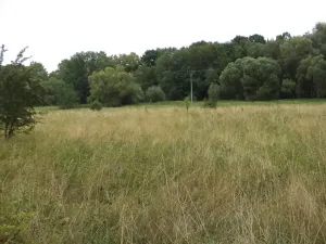 Dražba louky, Meziměstí, 28977 m2