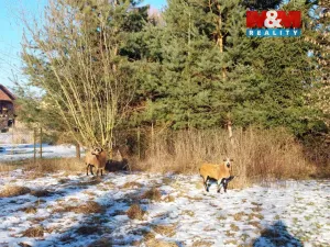 Prodej zahrady, Kořenice - Chotouchov, 1052 m2