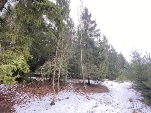 Prodej lesa, Veliny, 4431 m2