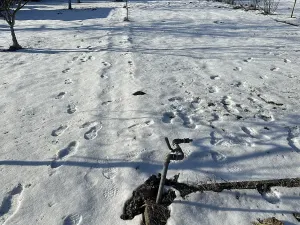 Prodej zahrady, Otrokovice, 562 m2