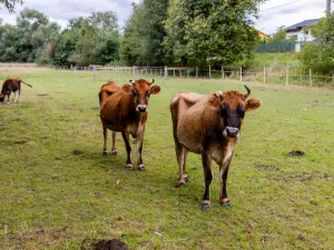 Prodej chaty, Litíč, 60 m2