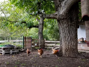 Prodej rodinného domu, Litíč, 60 m2