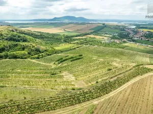 Prodej sadu/vinice, Pouzdřany, 1120 m2