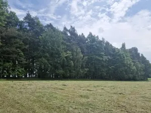 Prodej lesa, Paceřice, 4924 m2