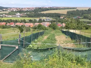 Dražba louky, Podolí, 10906 m2