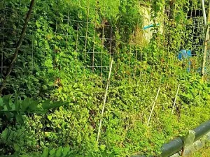 Prodej zahrady, Liberec, Kateřinská, 451 m2