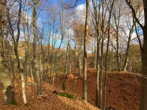 Prodej lesa, Jílové u Prahy, 14982 m2