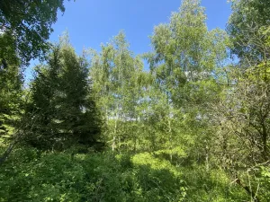 Prodej lesa, Kropáčova Vrutice - Sušno, 15167 m2