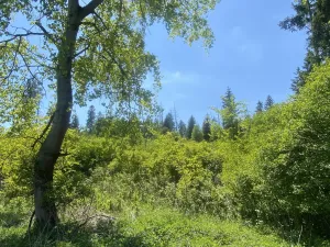 Prodej lesa, Kropáčova Vrutice - Sušno, 15167 m2