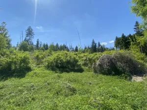 Prodej lesa, Kropáčova Vrutice - Sušno, 15167 m2