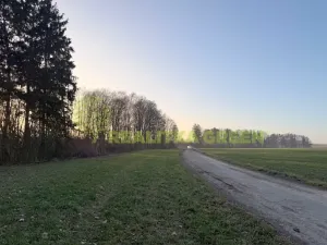 Prodej lesa, Jistebník, 5452 m2