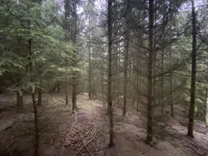 Prodej lesa, Městečko Trnávka - Lázy, 32904 m2