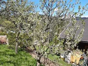 Prodej - jiné, Desná, Sokolská, 18 m2