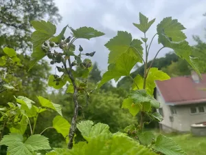 Pronájem rodinného domu, Velký Újezd, Za Obecním lesem, 80 m2
