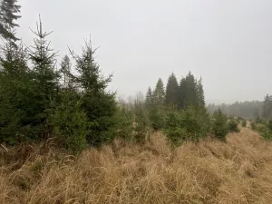 Prodej lesa, Městečko Trnávka - Lázy, 6313 m2