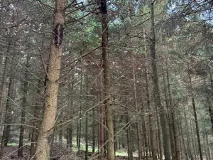 Prodej lesa, Poleň, 11901 m2