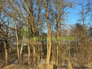 Prodej lesa, Světlá nad Sázavou, 48055 m2