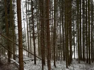 Prodej lesa, Velké Losiny, 7690 m2