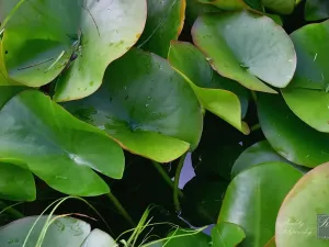 Prodej chaty, Chlumec, 11 m2