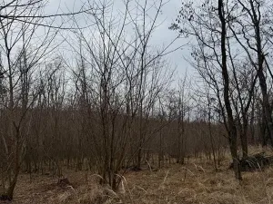 Prodej podílu lesa, Lesonice, 1518 m2