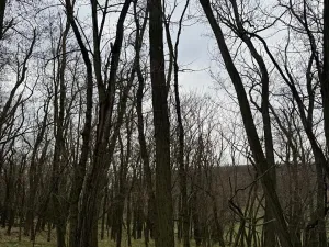 Prodej podílu lesa, Lesonice, 1518 m2