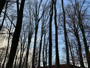 Prodej lesa, Ludmírov, 9585 m2